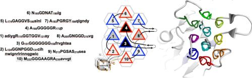 Bacteriophage S16 tail fiber tip with ten PPII helices and variable loops.