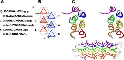 HhAFP with six PPII helices arranged in two antiparallel layers and disulfides.